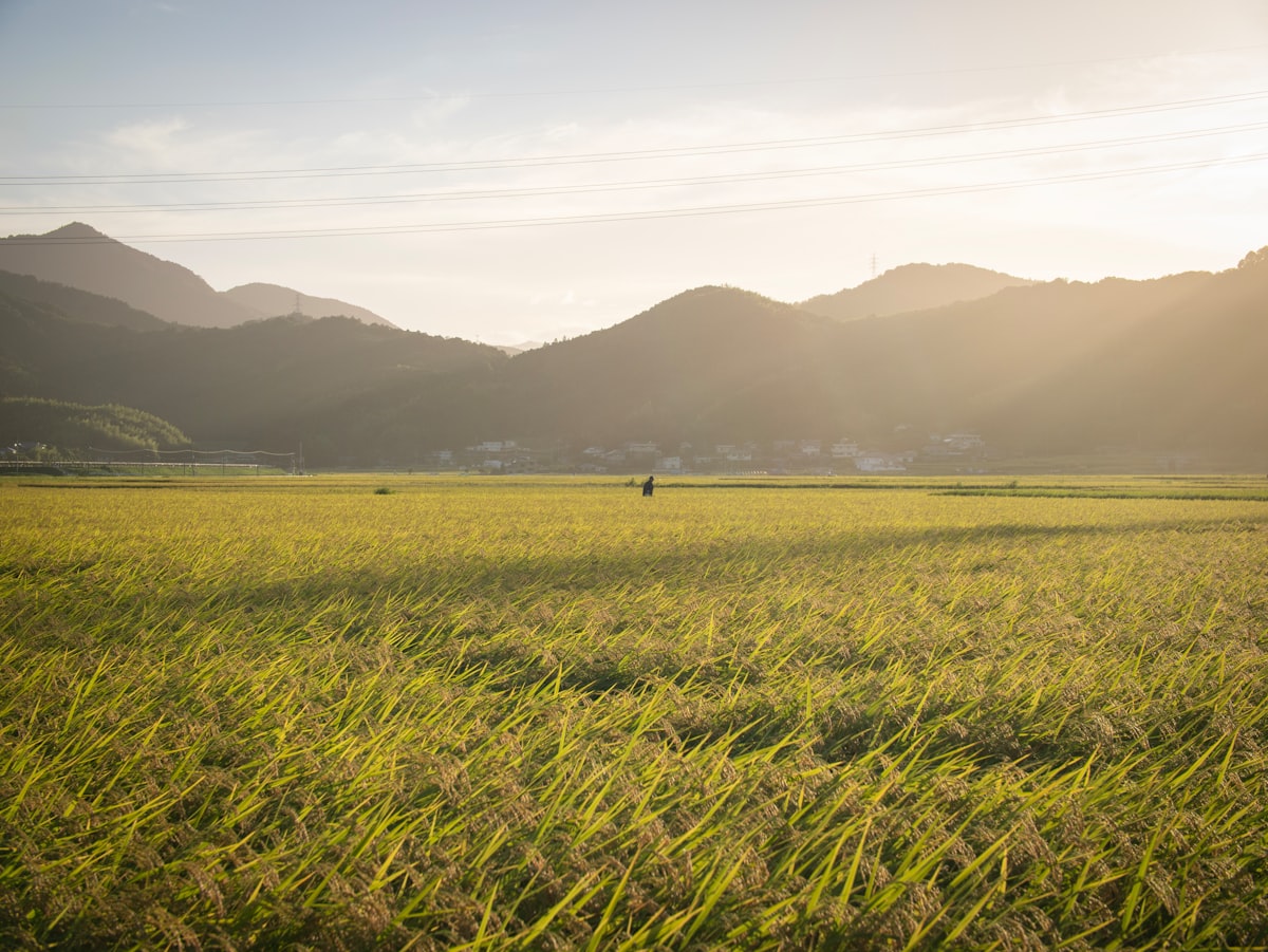 福井の田園風景